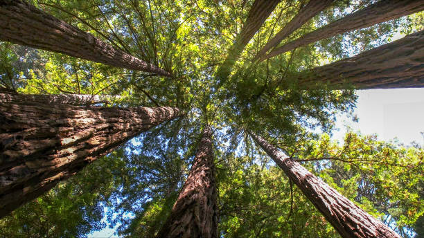 Best Tree Risk Assessment  in Rosenhayn, NJ