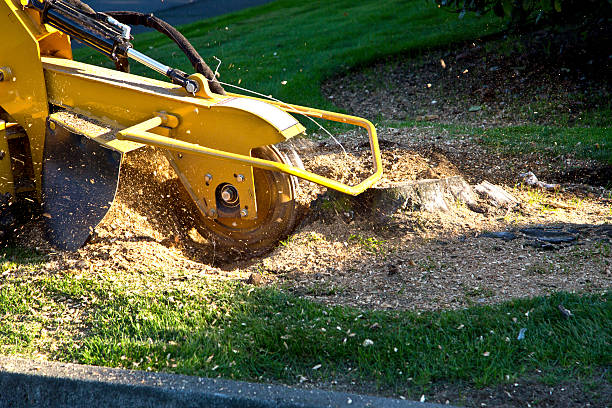 Best Artificial Turf Installation  in Rosenhayn, NJ