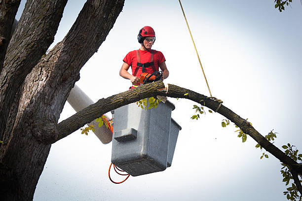 How Our Tree Care Process Works  in  Rosenhayn, NJ