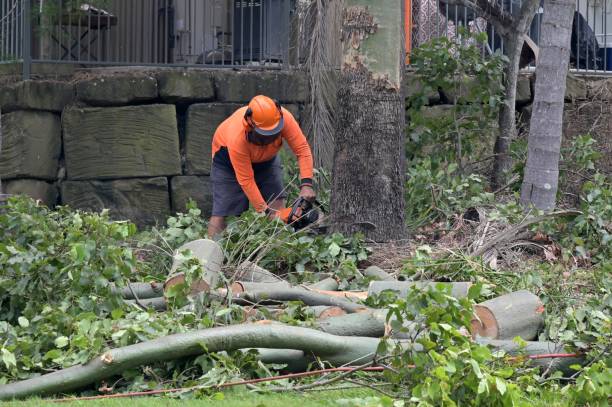  Rosenhayn, NJ Tree Removal Pros