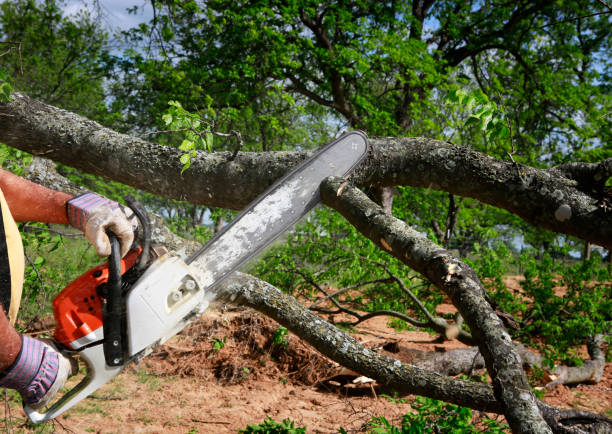 Reliable Rosenhayn, NJ Tree Removal Solutions